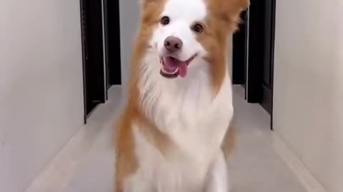 Border Collie version of Toca Toca