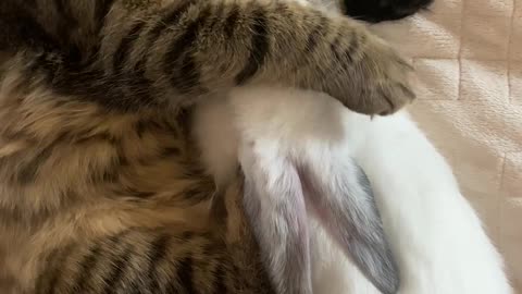 Cute cat sleeping funny video