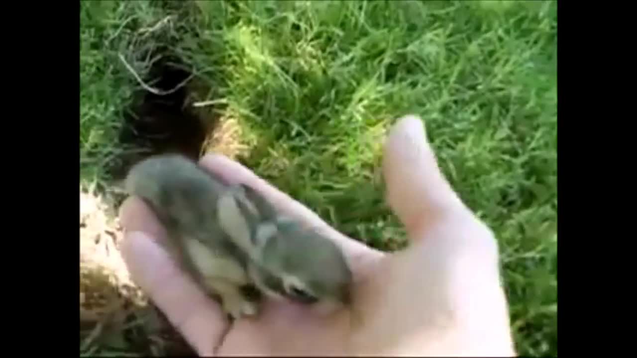 CUTEST Bunny Compilation