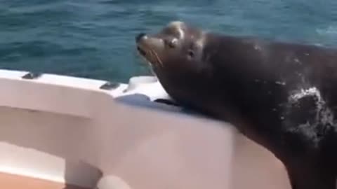 Seal Fresh Lunch 🦭