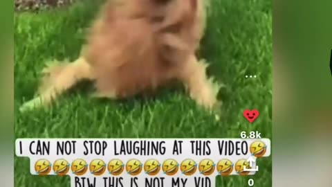 ready to laugh Funniest Animals Video - Best Cats and Dogs Videos