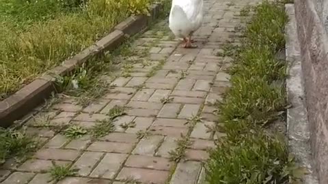 Goose Wants to Cuddle with Man