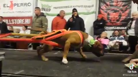 Dog power