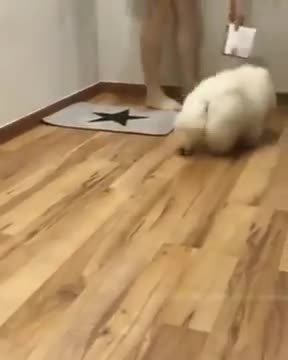 Chow Chow - Baby cute!