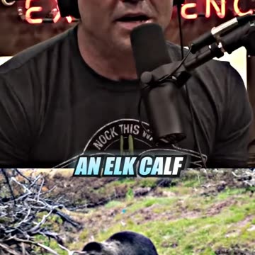 The Mysterious Bear 😳 ft. Joe Rogan