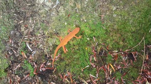 Eastern Newt