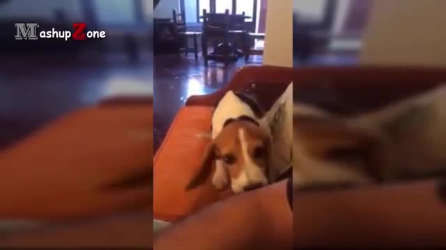 Cute puppies howling competition