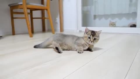 Kitten Kiki vs PET bottle cap!