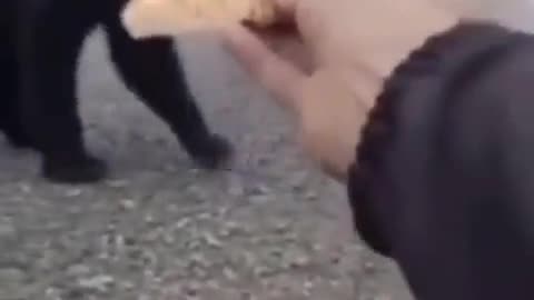 Give bread to the bear