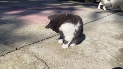 The little black cat's sunbathing time