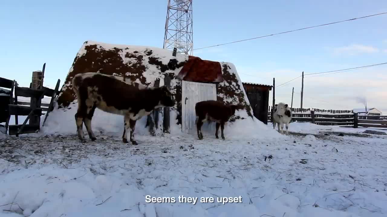 Morning routine in the Coldest Village on Earth, Yakutia