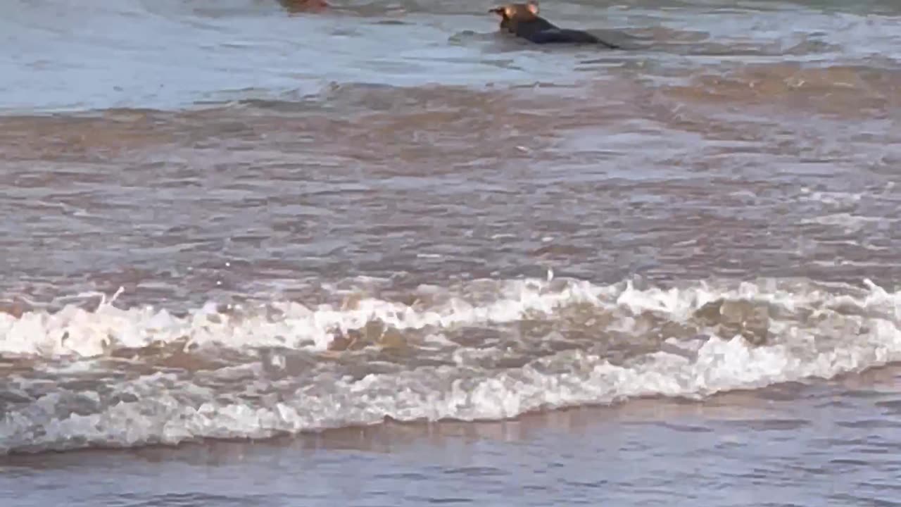 Dogs Play Along Beach in Brazil