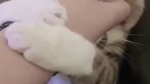 Cat funny video