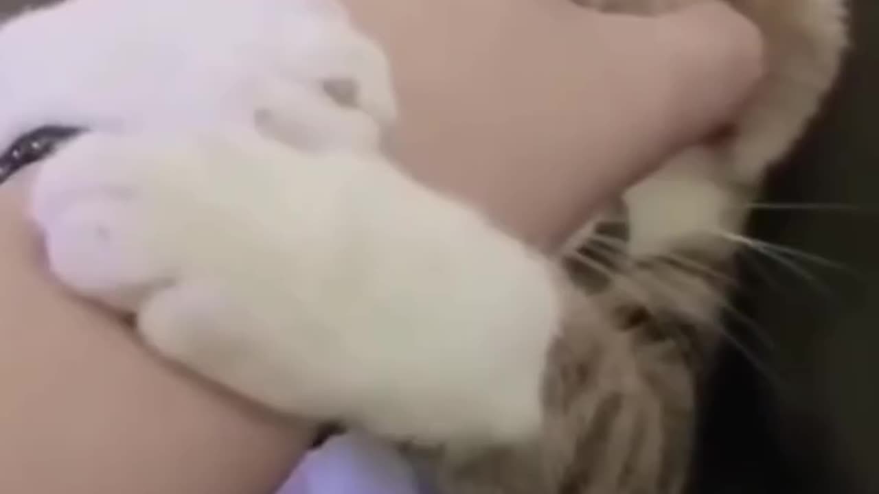 Cat funny video