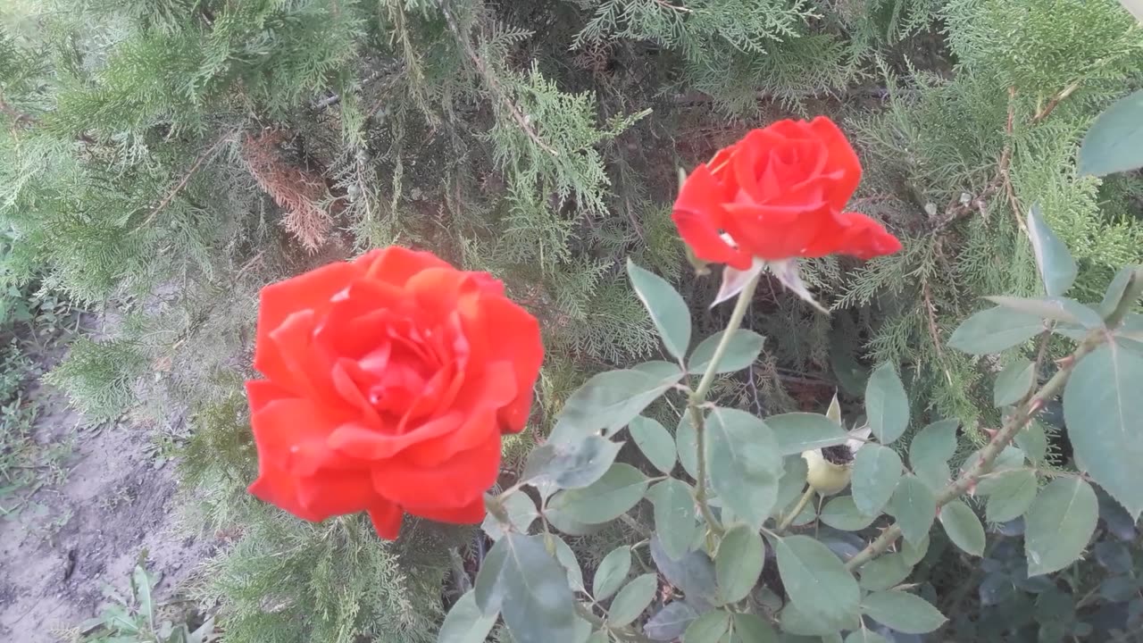 Two pink roses