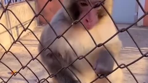 Funny monkey