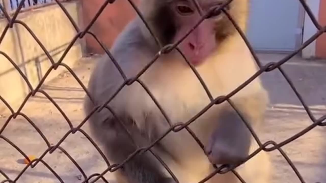 Funny monkey