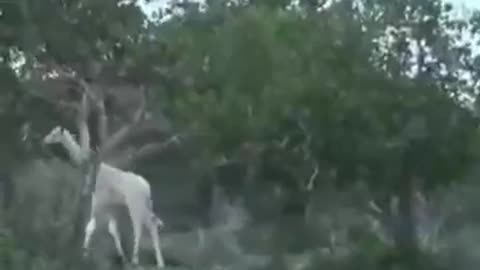 Rare White Giraffe Never Seen Before #shorts #viral #shortsvideo #video