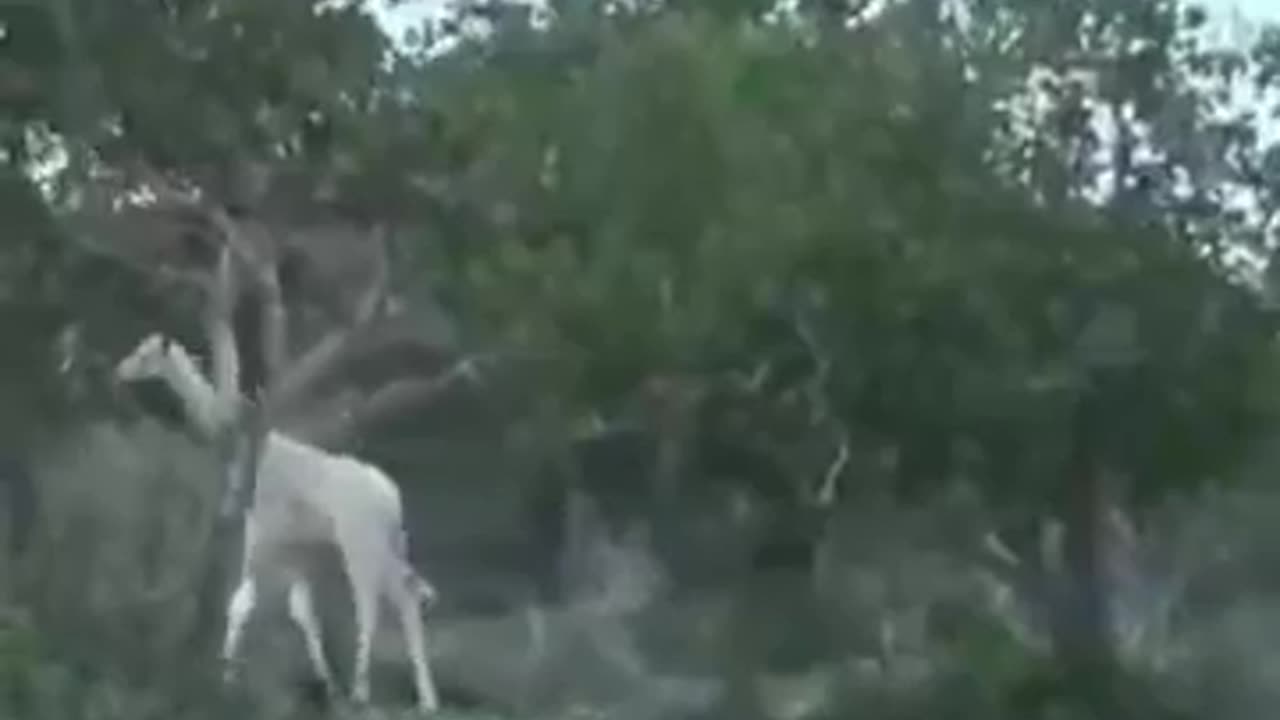 Rare White Giraffe Never Seen Before #shorts #viral #shortsvideo #video