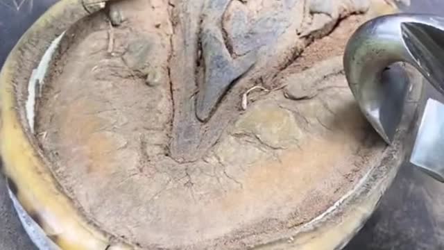 oddlysatisfying farrier relaxing