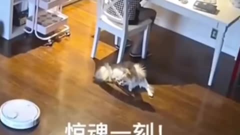 Cat funny time