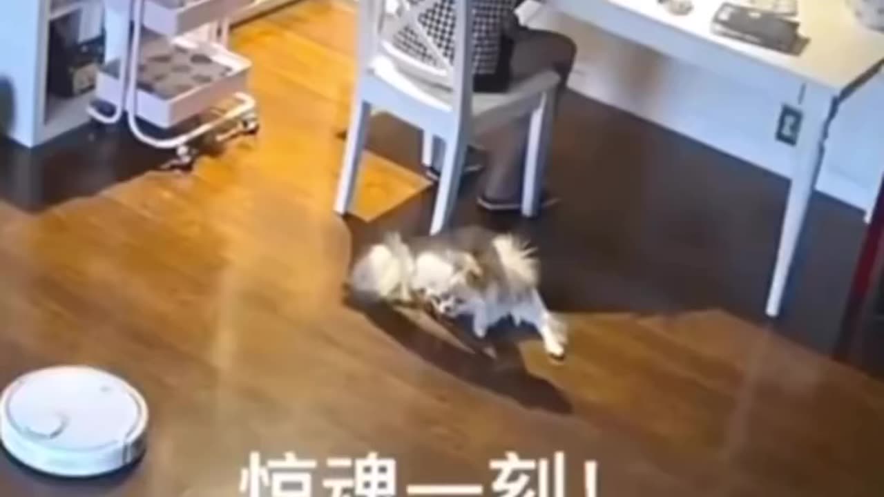 Cat funny time