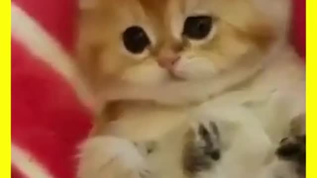 Shorts Cat video