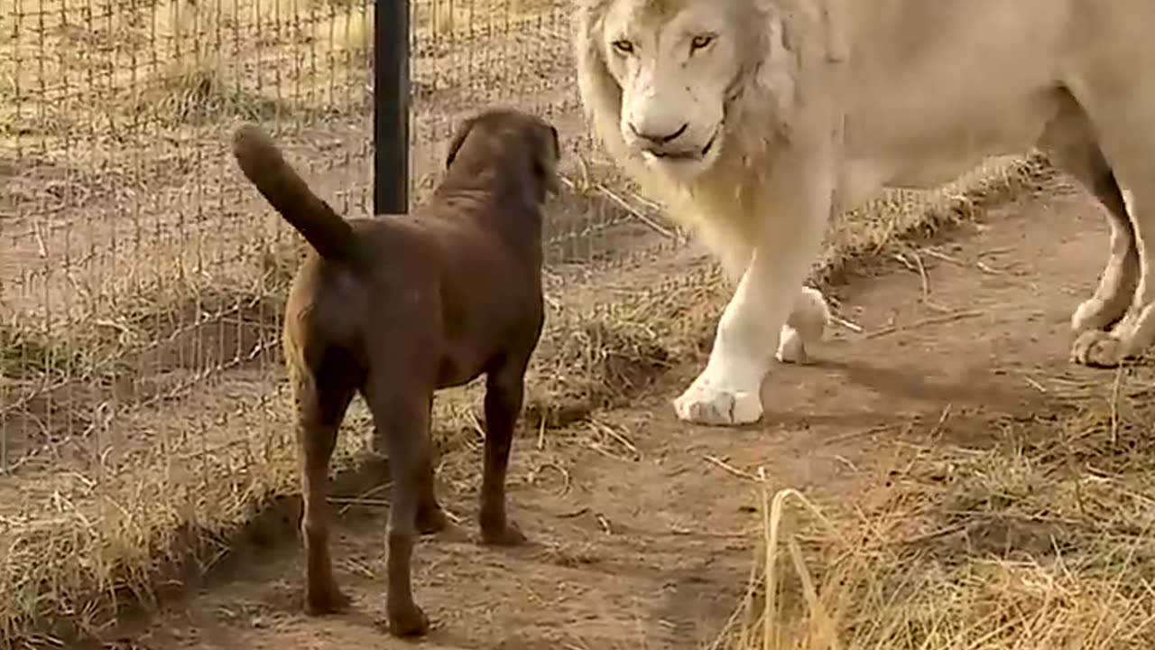 Cute Lion Gives Smooches to Puppy's Paw!