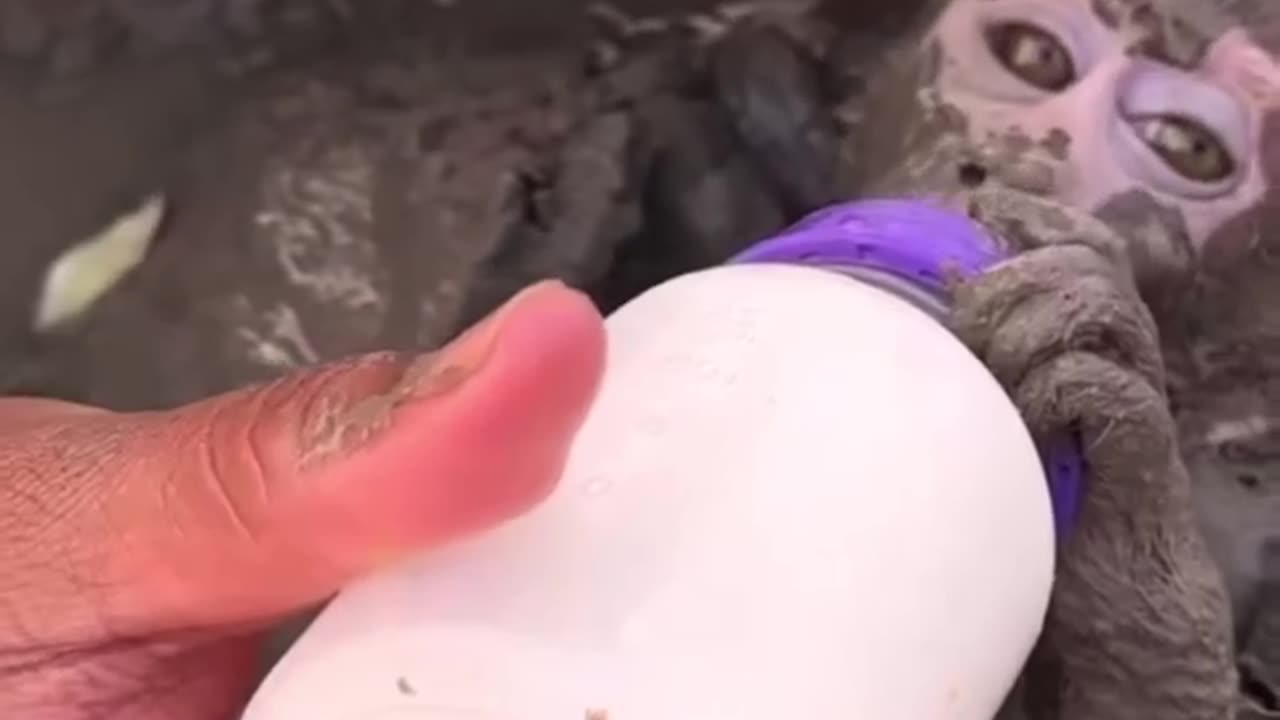 Flood in Punjab ( Pray for Punjab)