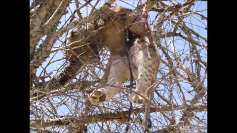 Leopards Kill lion baby and eat it #