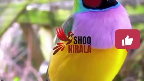 Graceful Gouldian Finch: Treetop Elegance