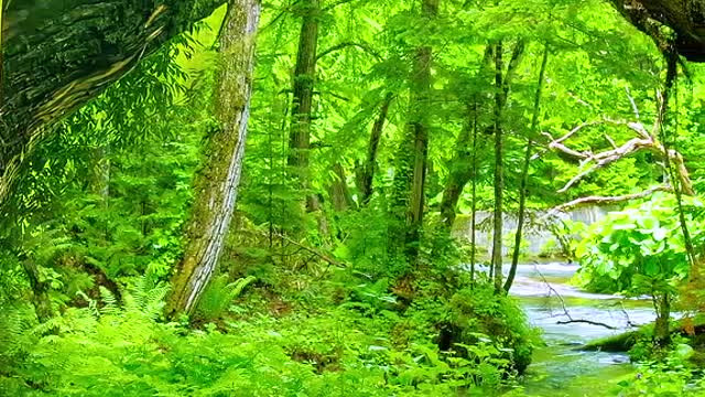 Green trees form shade,