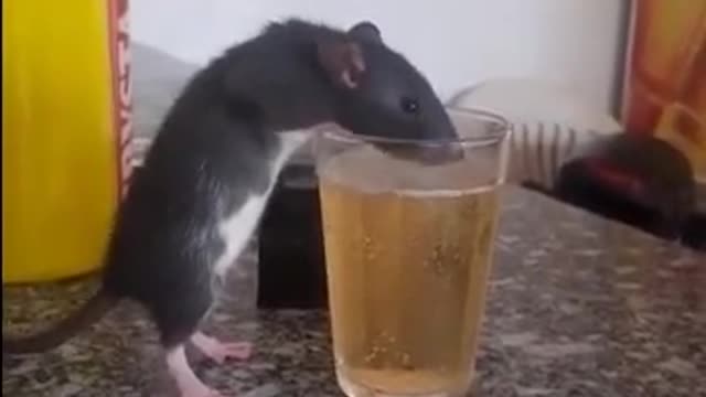 Rato tomando cerveja