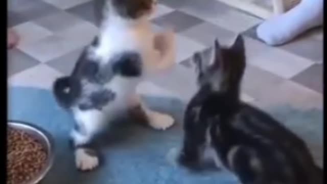 This very amazing Cute pets