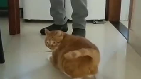 Cat incubating an Egg