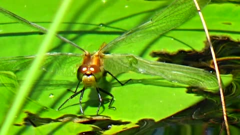 Dragonfly