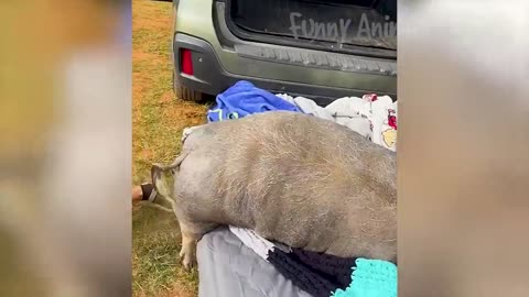 Funny animals 🤣🤣