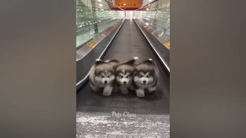 Funny cats