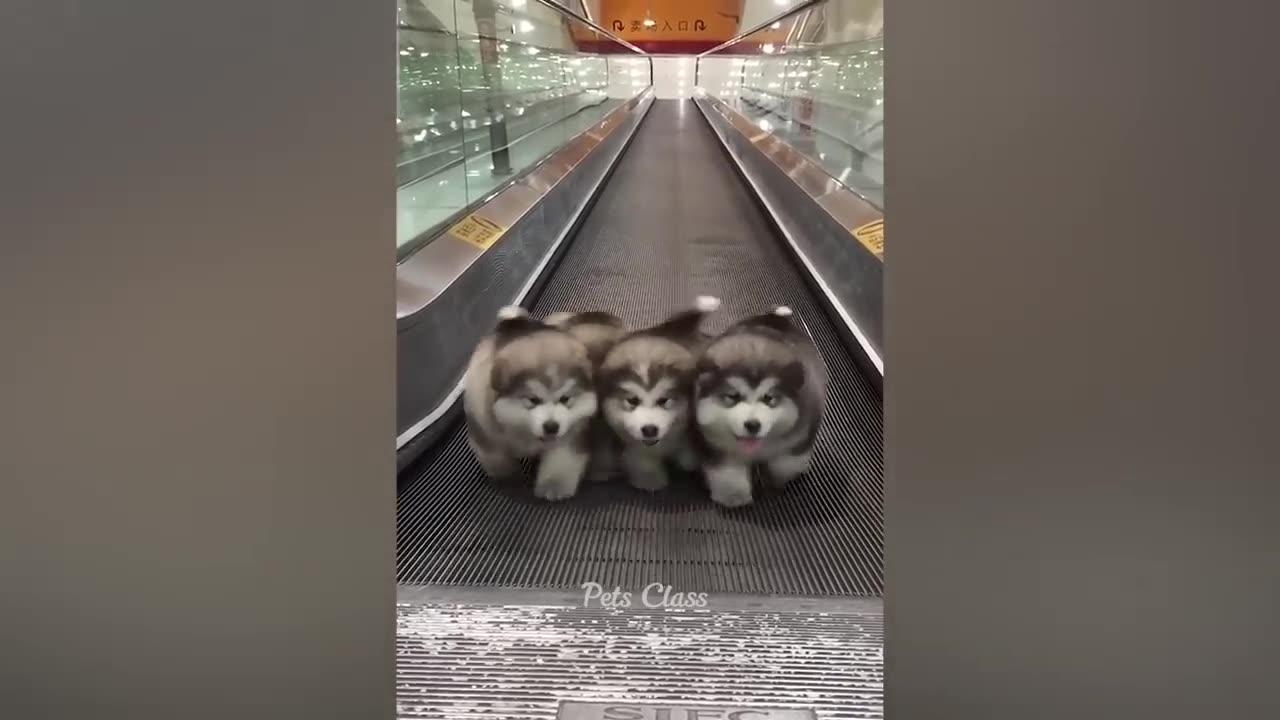 Funny cats
