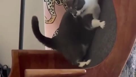 Top Funny Cute Cats Fail Clips🫠😍😍