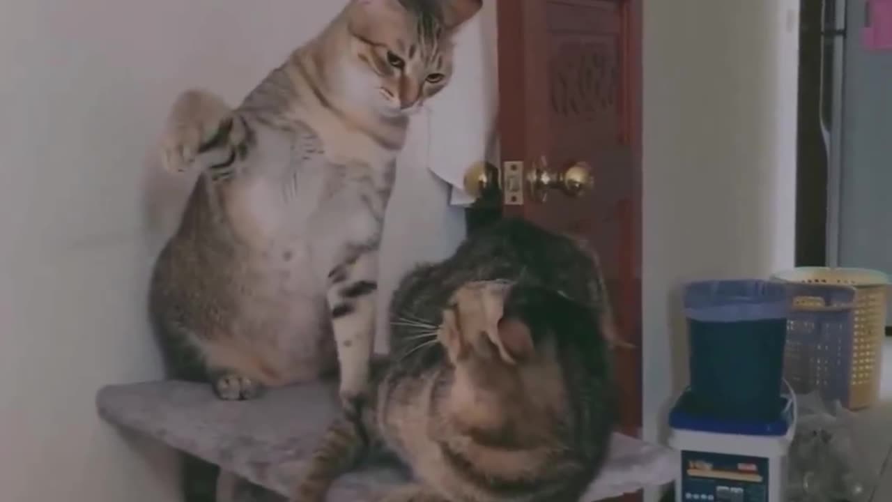 funny cats video (cat fight)🐹