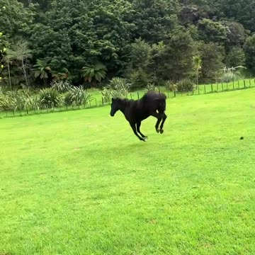 Dancing Queen 👑 She was prancing and snorting like a black dragon