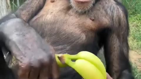 FUNNY MONKEY VIDEO 😂😂