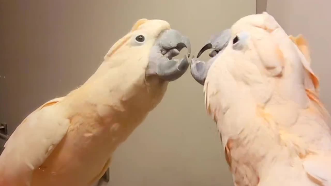 Mirror friend Funny parrot |cockatiel parrot | Funny birds | Funny animals