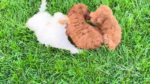 Puppies having fun #shorts #viral #shortsvideo #video