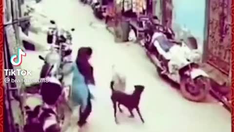 Dog funny vidios