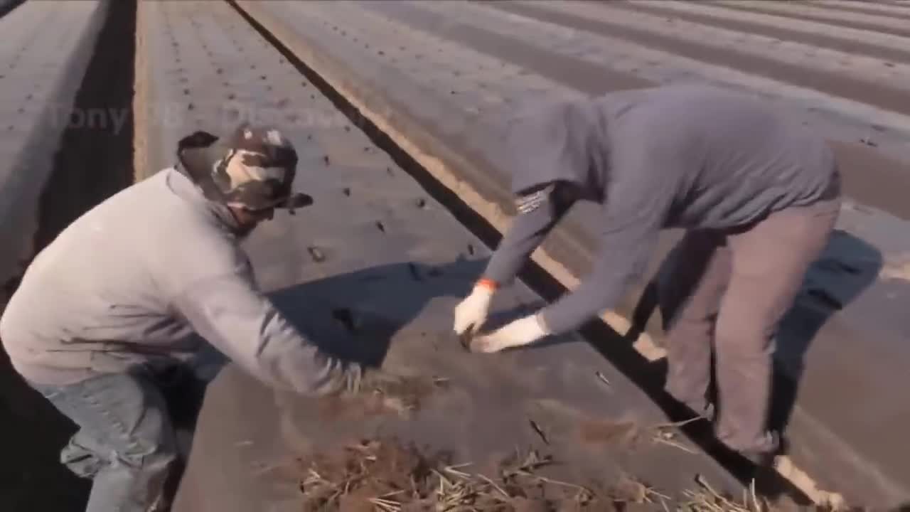 How To Produce Billions Of Strawberries In California - Strawberry Harvesting-11