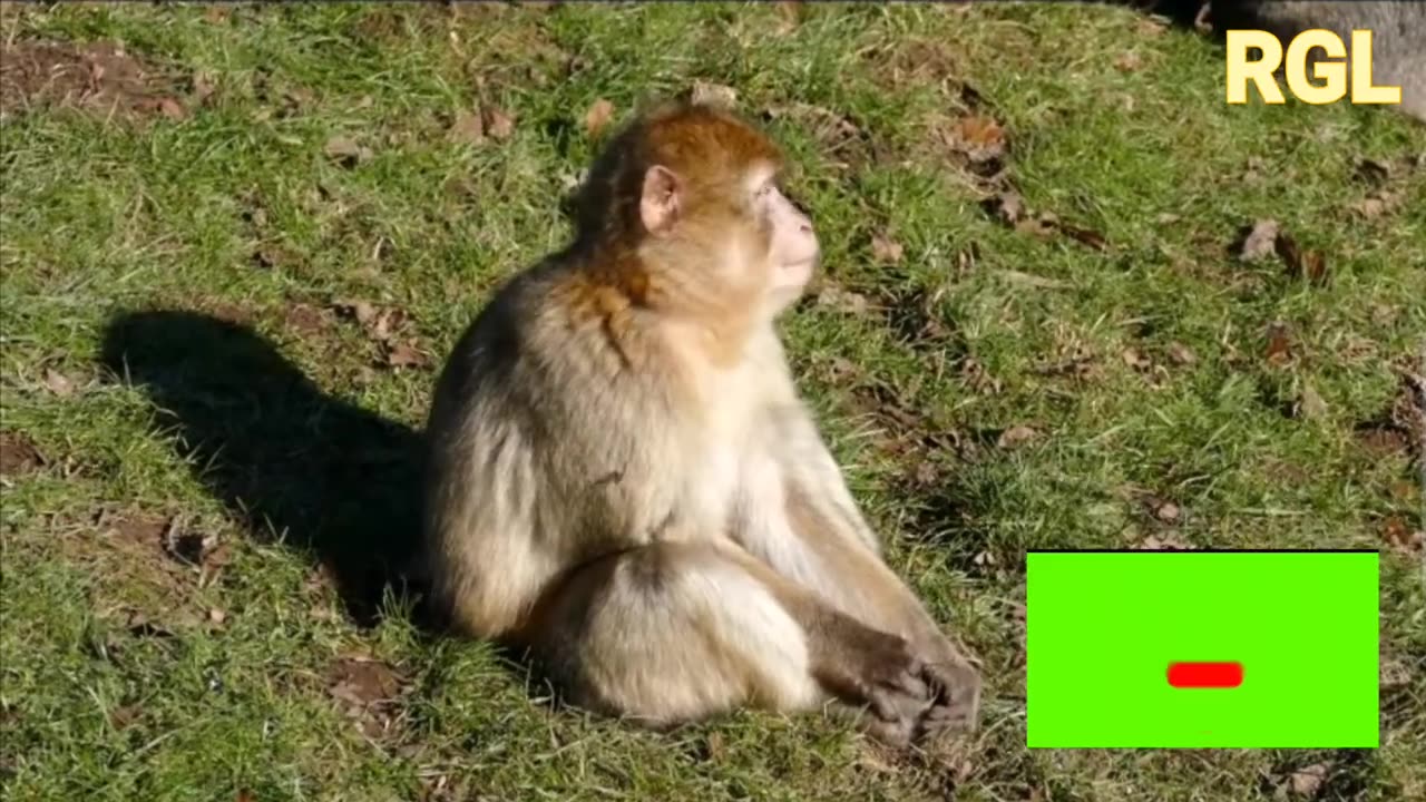 Best Animals videos || 4K Quality || HD Video || Nature