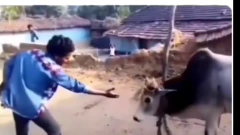 Man teasing cow funny video