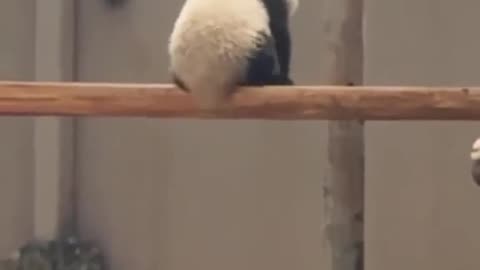 Panda Lif.e....